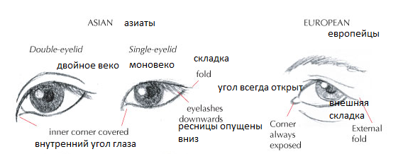 Как рисовать глаза и ресницы: изучаем особенности, происхождение и  стилизацию - ArtCraft Media