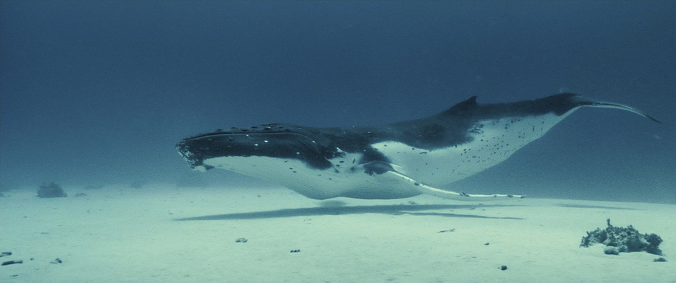 Кадр из документального фильма «Океаны»