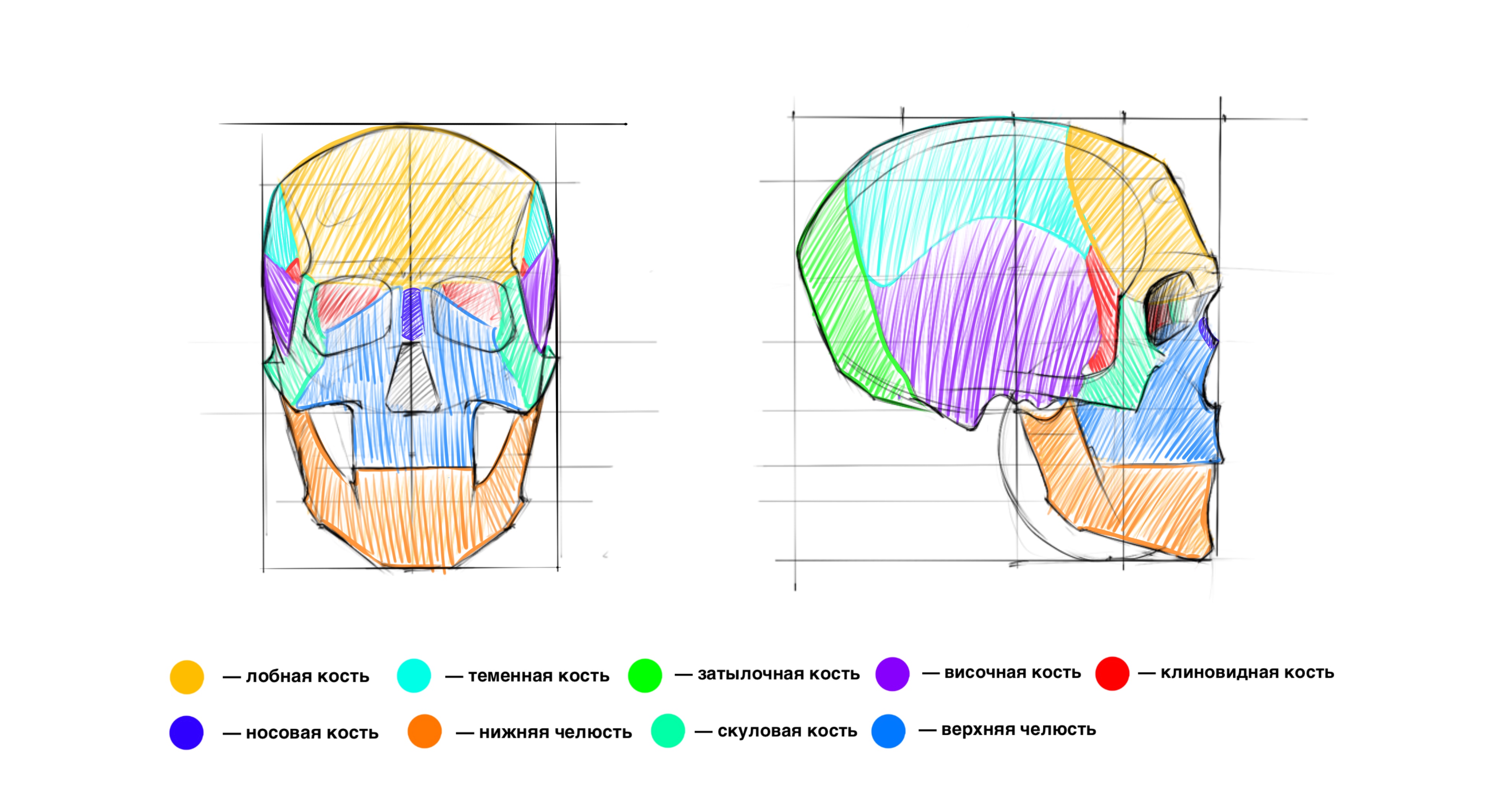 Кости наружного отдела человеческого черепа 