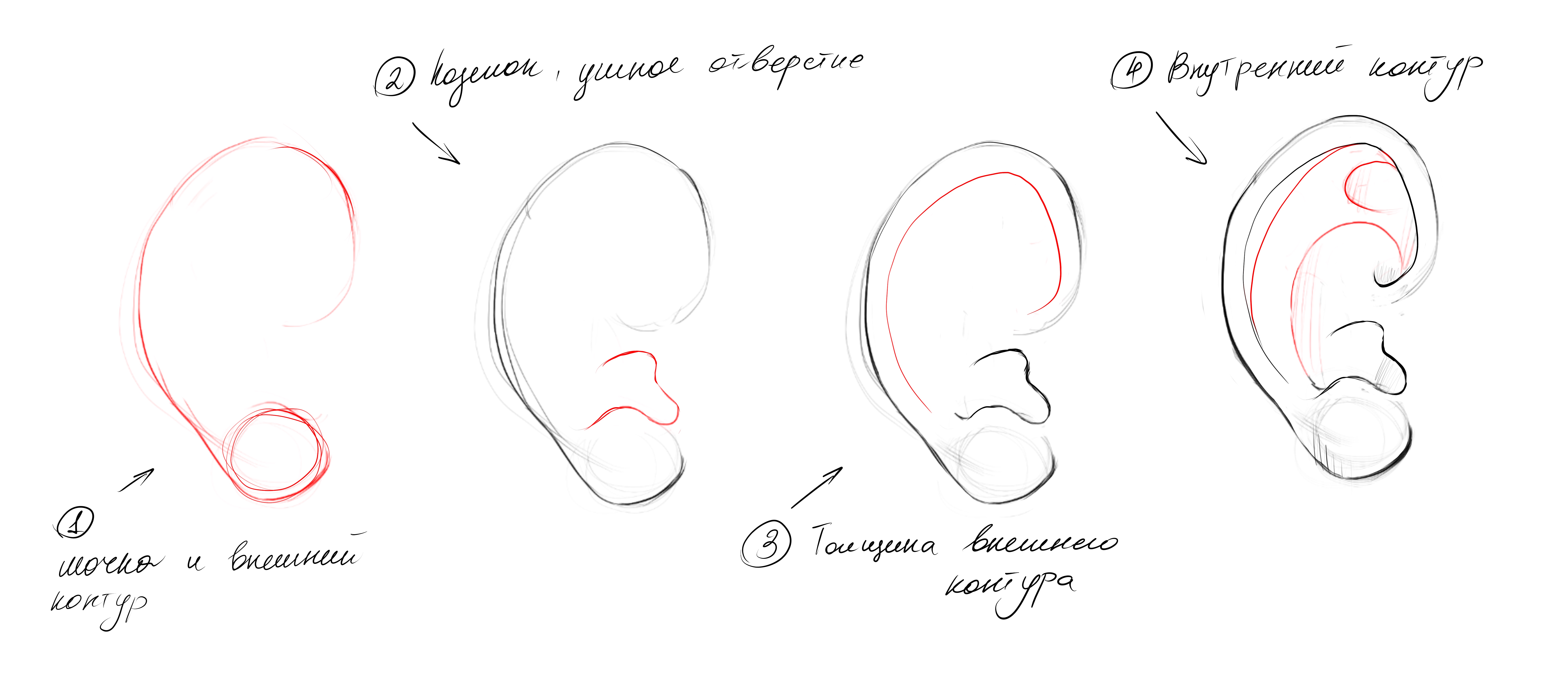 Зарисовка с постепенным делением уха на формы 
