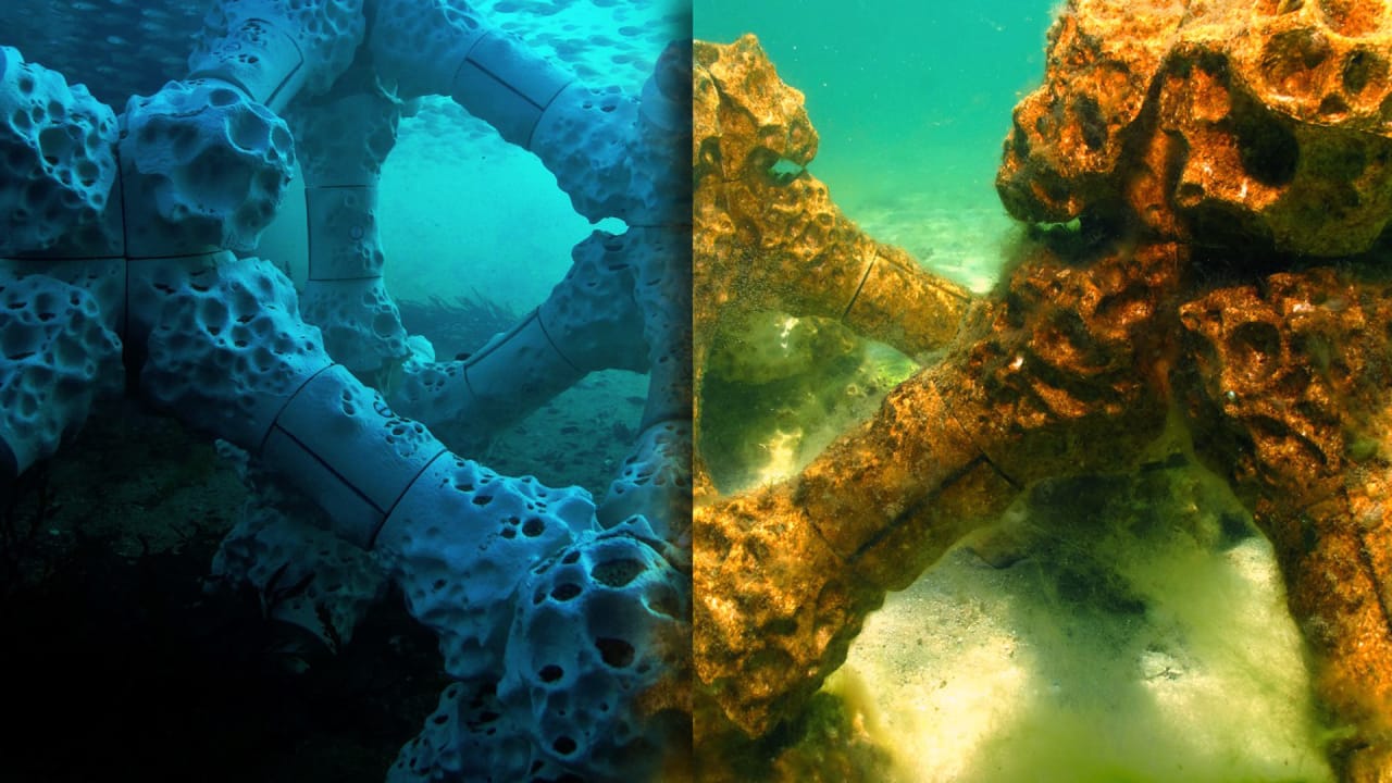 Напечатанные рифы в океане ведут себя так же, как и натуральные